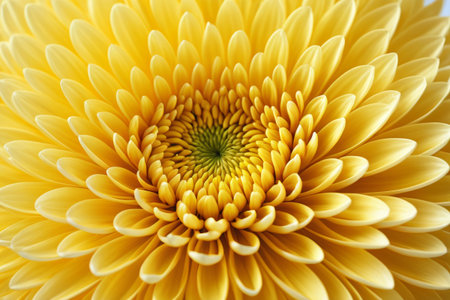 Close up of yellow chrysanthemumの素材