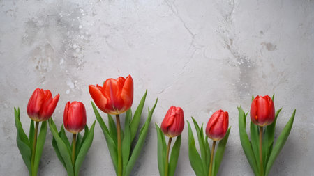 Red tulips on a gray backgroundの素材
