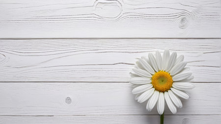 Daisies on white wooden backgroundの素材