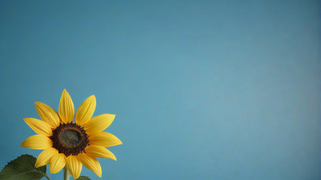 Close up of sunflower against blue backgroundの素材
