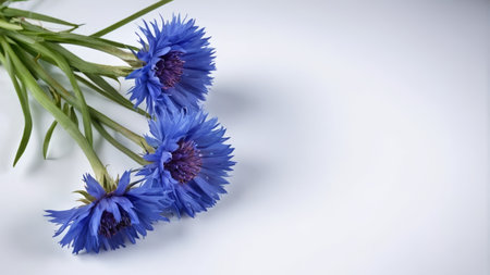 Blue Cornflower Flower Still Life Materialの素材