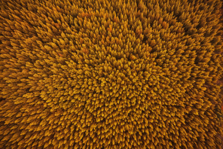 Panoramic view overlooking the autumn forestの素材