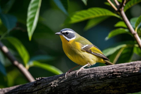 Colorful birds perched on the branchesの素材