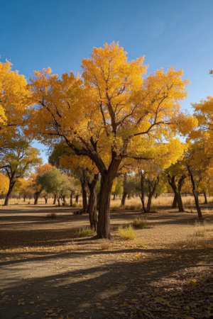 Autumn Poplar Forest Natural Sceneryの素材