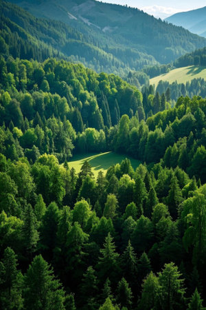 Overlooking the dense forest among the mountainsの素材