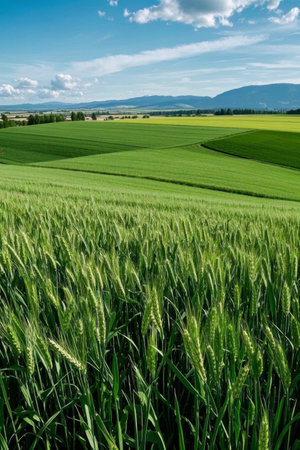 Vast wheat fields and natural sceneryの素材