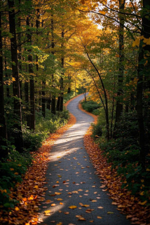 Winding paths in the autumn forestの素材