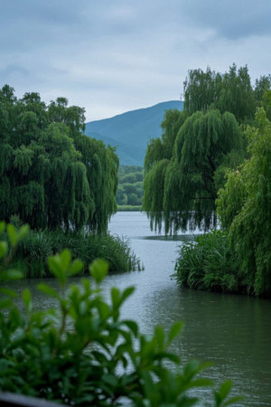 Weeping willow natural scenery along the riverの素材