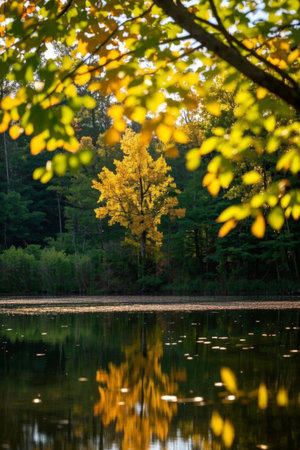 Autumn Forest Lakeside Sceneryの素材