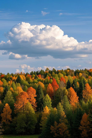 Autumn colorful forest and blue sky and white clouds landscapeの素材