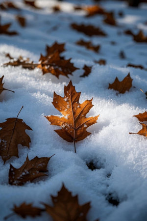 The scene of dead leaves on the snowの素材