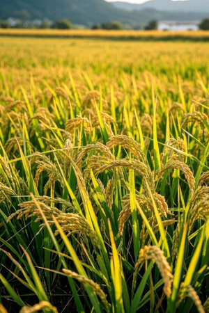 Golden rice fields and idyllic sceneryの素材