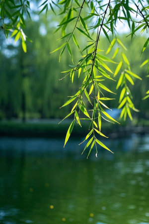 Weeping willows and water facing natural sceneryの素材
