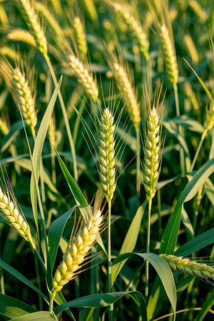 Close up of wheat in the wheat fieldの素材