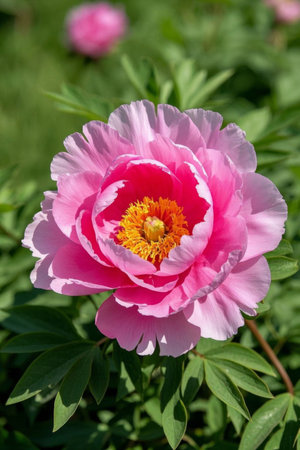 Close up of pink peonies in bloomの素材