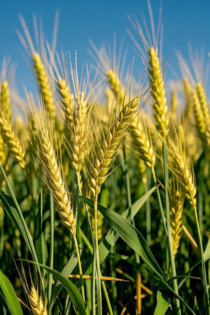 Close up of mature wheatの素材