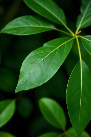 Close up of green plant leavesの素材