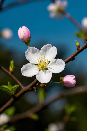 White flowers and pink buds in bloomの素材