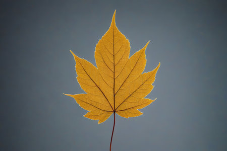Yellow Maple Leaf Close up Materialの素材