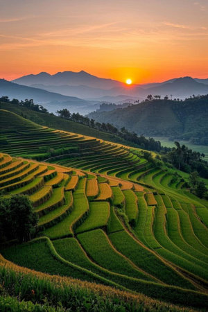 Green terraced landscape at sunsetの素材