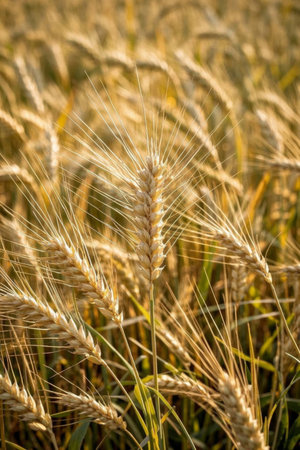 Mature wheat field sceneの素材