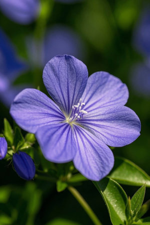 Macro close up of purple flowersの素材