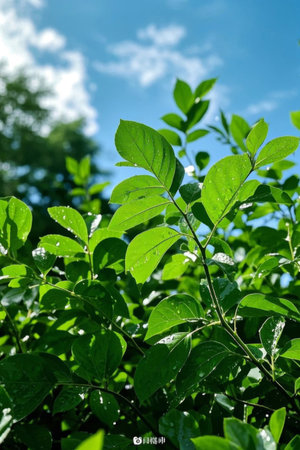 Green plants with water droplets in the sunの素材