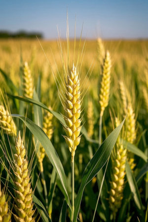 Close up of wheat in a mature wheat fieldの素材