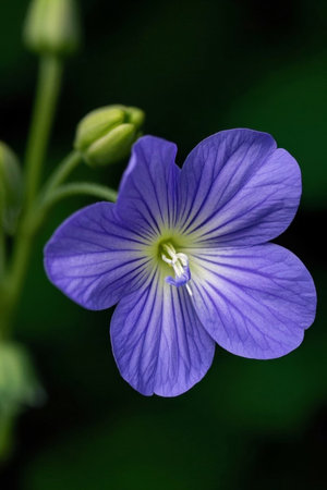 Close up of purple flowersの素材