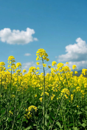 Yellow rapeseed fields against a blue skyの素材