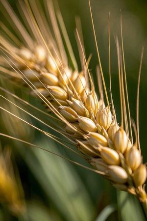 Macro close up of ripe, plump wheat earsの素材