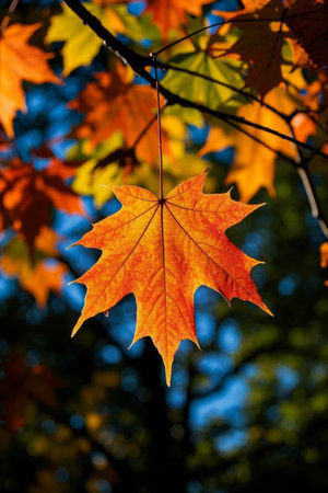 Autumn Maple Leaf Close upの素材