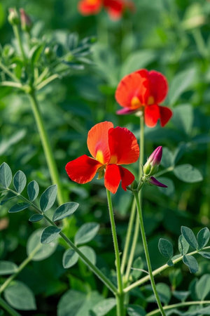 Close up of red flowers and green leavesの素材