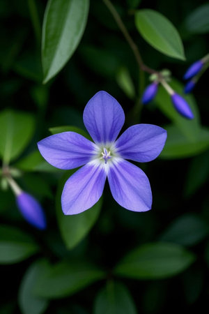 Close up of small purple flowersの素材