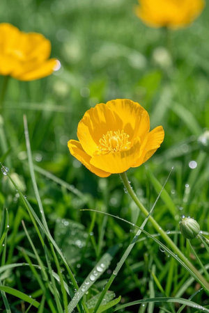 Close up of yellow flowers in the grassの素材