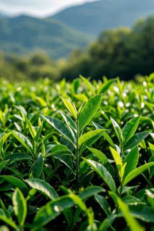 Close up of green plants in tea gardenの素材