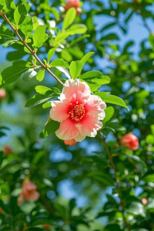 Close up of pink pomegranate flowers in bloomの素材