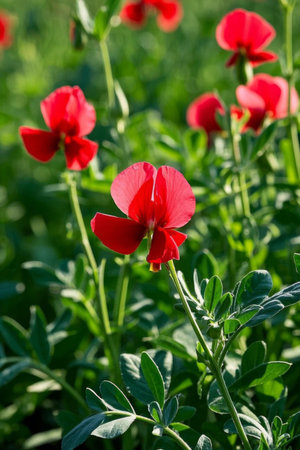 Close up of red flowers natural plant materialの素材
