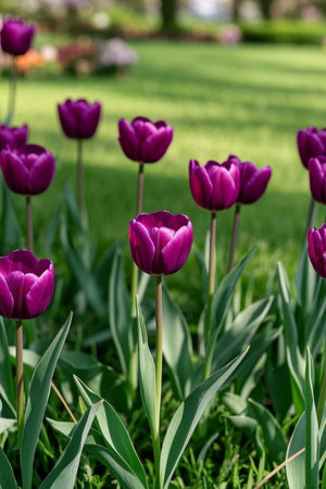 Close up of purple tulip vanillaの素材
