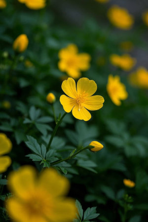 Close up of small yellow flowersの素材