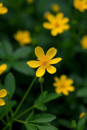 Macro yellow small flower natural plantの素材