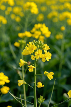 Close up of yellow rapeseed flowersの素材