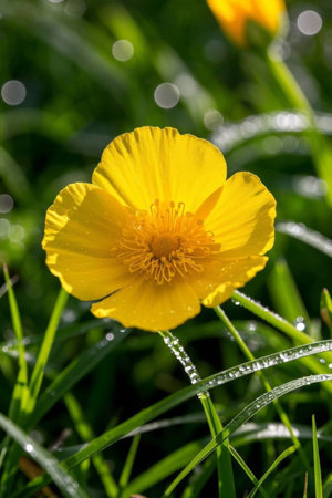 Close up of yellow flowers with dewdropsの素材