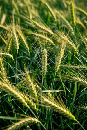 Mature wheat field sceneの素材