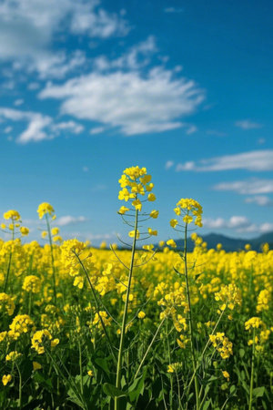 Rapeseed fields under blue sky and white cloudsの素材