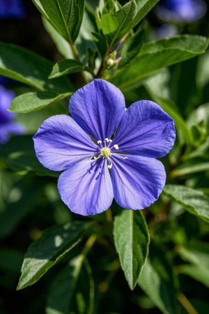 Close up of blue flowersの素材