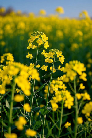 Close up of the blooming rapeseed fieldsの素材