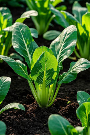 Green vegetable plants in farmlandの素材