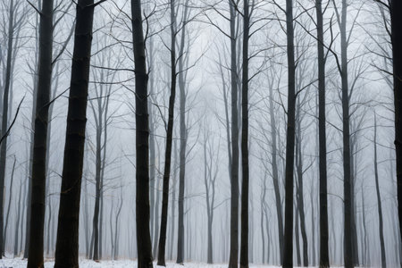 Snow forest in the fog natural landscapeの素材