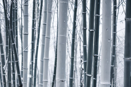 Beautiful scenery of snow covered bamboo forestの素材
